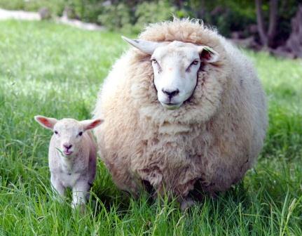 Купить подушки из овечьей шерсти в Барнауле